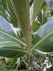 Alpinia zerumbet