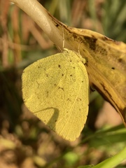 Eurema mandarina