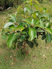 Byrsonima crassifolia
