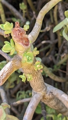 Sedum praealtum