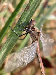 Sympetrum frequens