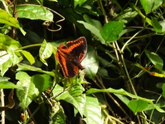 Charaxes lucretius