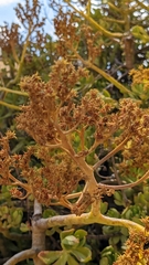 Sedum praealtum