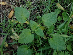 Lamium purpureum