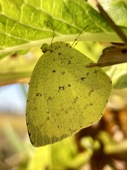 Eurema mandarina