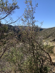 Ribes malvaceum malvaceum