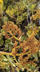 Sedum praealtum