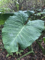 Xanthosoma
