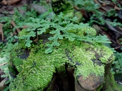 Lophocolea heterophylla