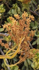 Sedum praealtum