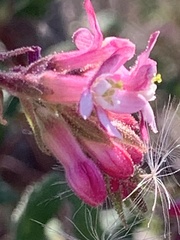 Ribes malvaceum malvaceum