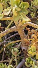 Sedum praealtum