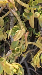 Sedum praealtum