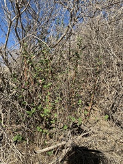 Ribes malvaceum malvaceum