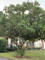 Callicarpa americana