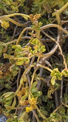 Sedum praealtum
