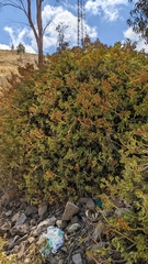 Sedum praealtum