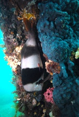 Cochleoceps bicolor