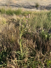 Erigeron bonariensis