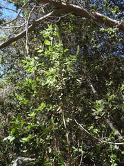 Escallonia pulverulenta