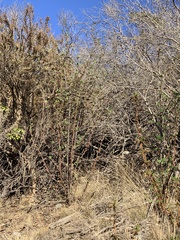 Ribes malvaceum malvaceum