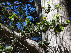 Tristerix corymbosus