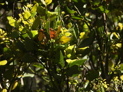 Cryptocarya alba
