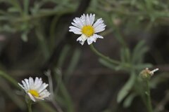 Erigeron modestus