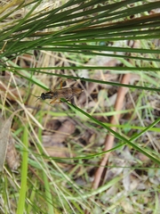 Therevidae