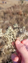 Cladonia portentosa