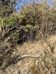 Ribes malvaceum malvaceum