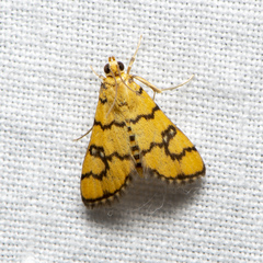Glycythyma leonina