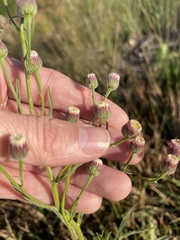 Erigeron bonariensis