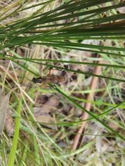Therevidae
