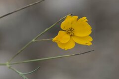Thelesperma simplicifolium
