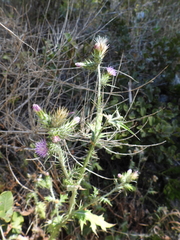 Carduus pycnocephalus