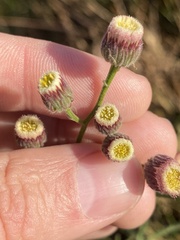 Erigeron bonariensis