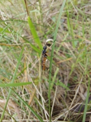 Therevidae