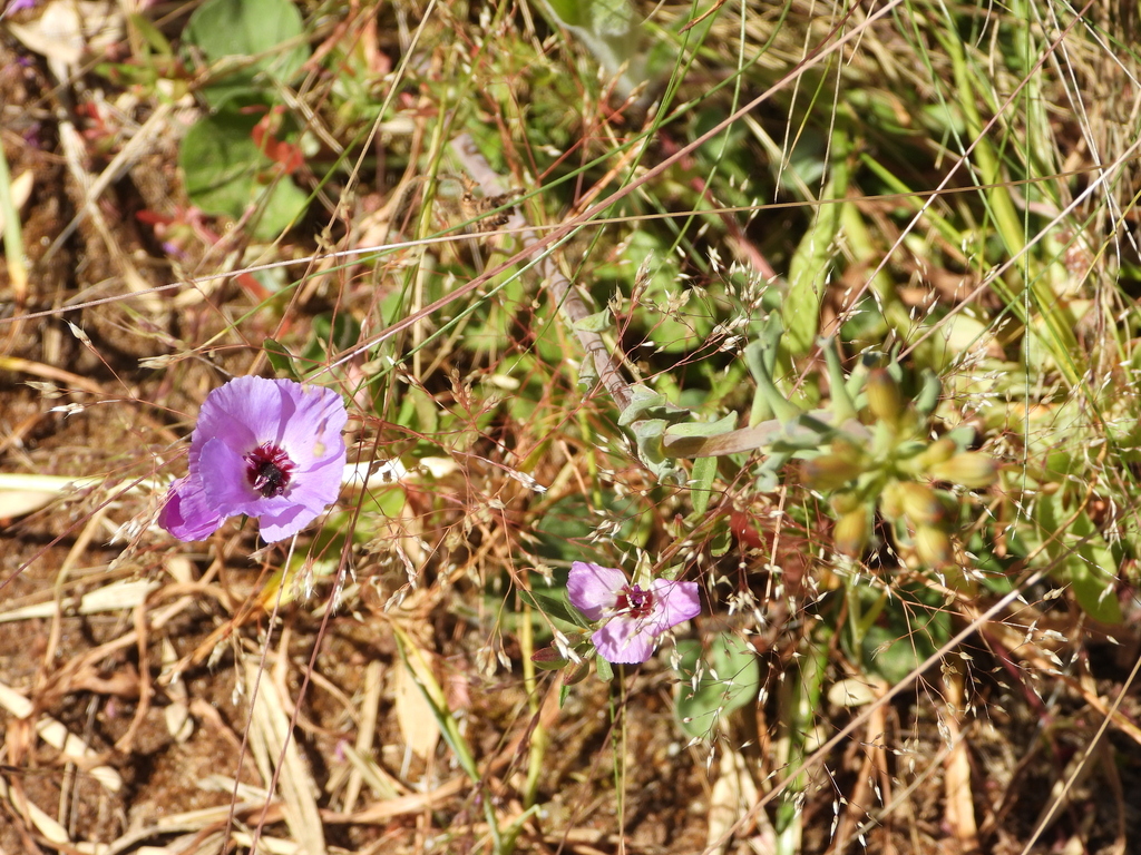 Clarkia tenella from San Antonio, Valparaíso, Chile on November 14 ...