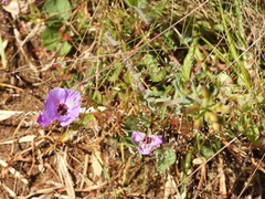 Clarkia tenella