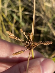 Cyperus difformis