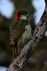 Campethera abingoni abingoni