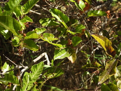 Schinus latifolia