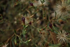 Pechuel-loeschea leubnitziae