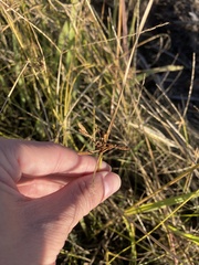 Cyperus difformis