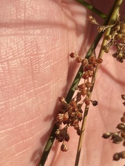 Juncus patens