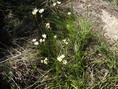 Nothoscordum bivalve