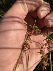 Juncus patens
