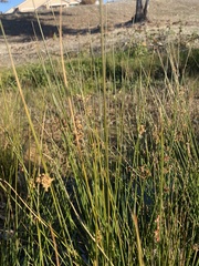 Juncus patens