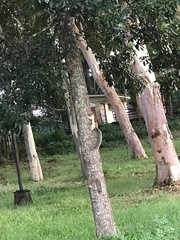 Sciurus variegatoides helveolus